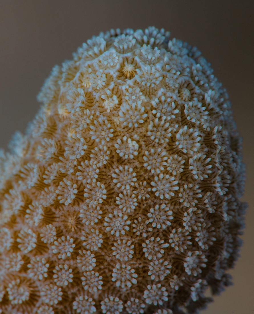 Image3 coral polyps