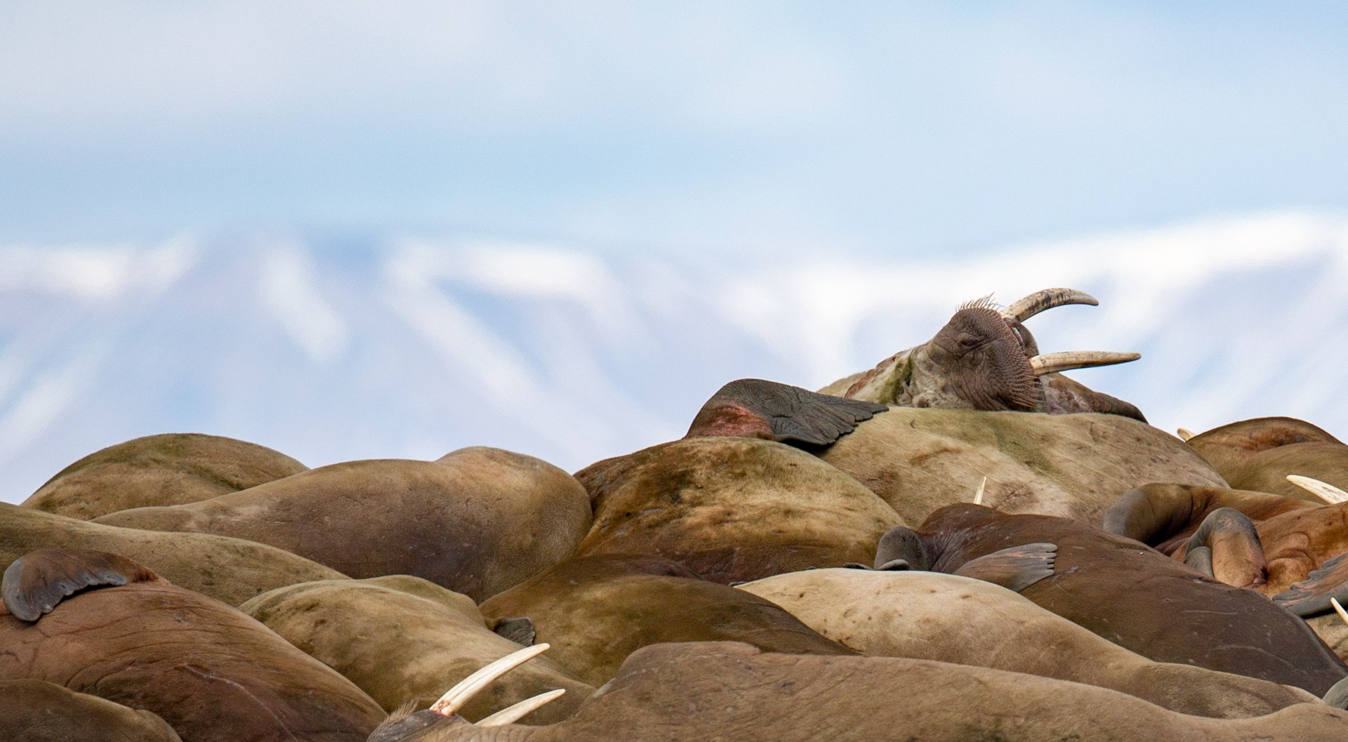 image3 Walrussen in het Noordpoolgebied Jeroen Hoekendijk kleiner