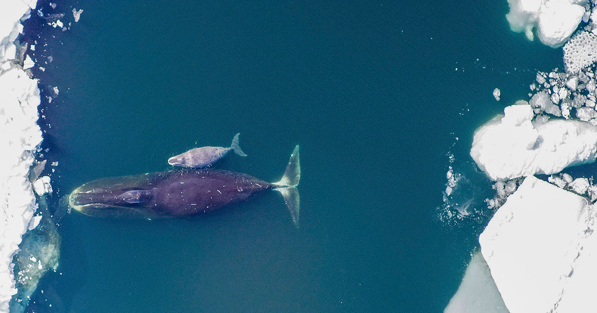 Climate Change Could Push Bowhead Whales to Cross Paths with Shipping Traffic