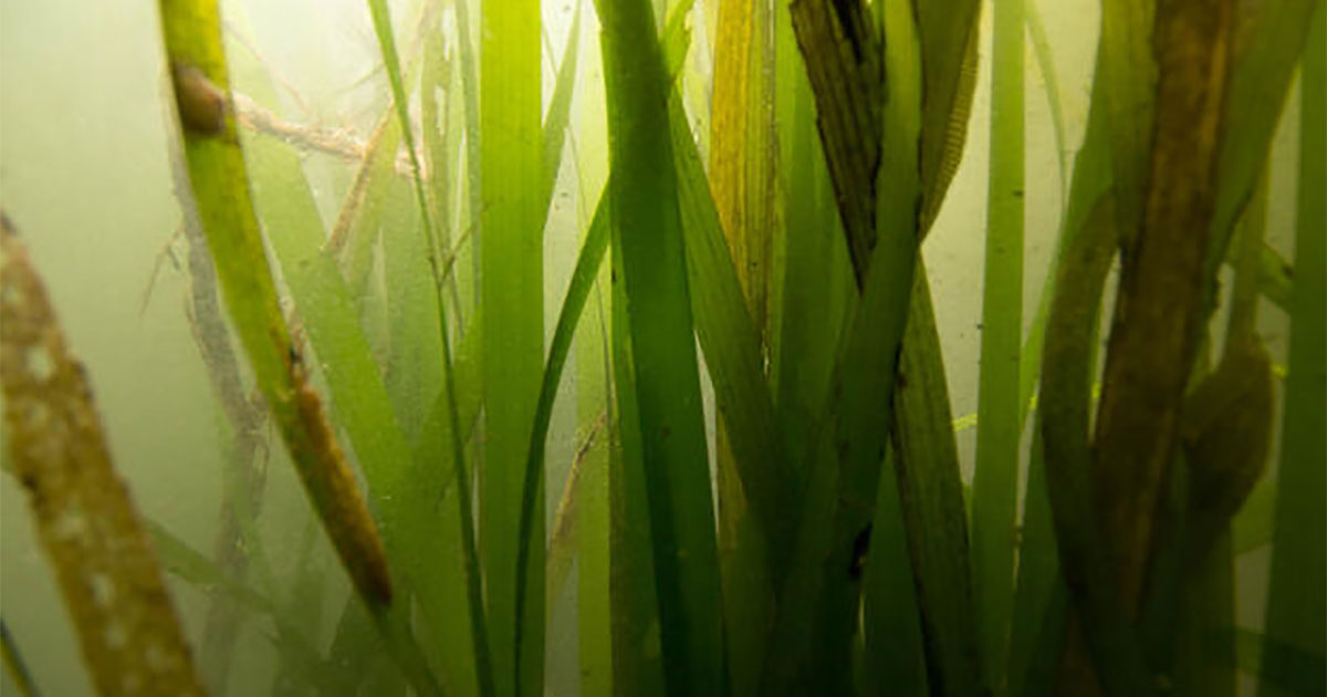 New Model Maps Resilient SF Bay Future Through Climate-Smart Seagrass Restoration