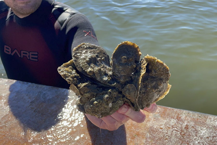 A close-up view of how oysters attach to one another and grow in clusters. (Courtesy of FSU Coastal and Marine Laboratory)