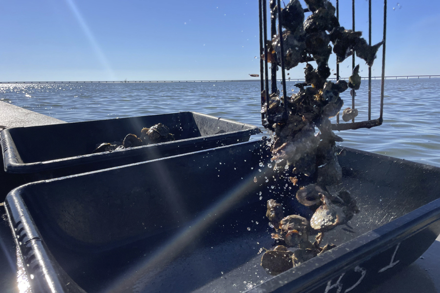 ABSI collects subtidal samples with oyster tongs, a traditional harvesting tool. (Courtesy of FSU Coastal and Marine Laboratory)