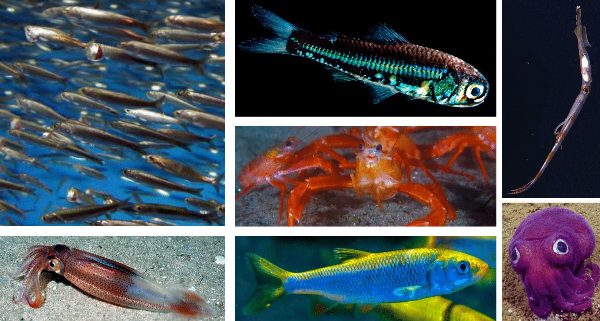 image2 240307 ocean predators database species example 1981px