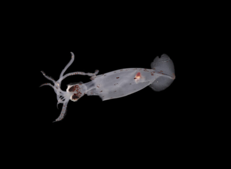 image2 Ocean Census Potential New Squid Species 800x586