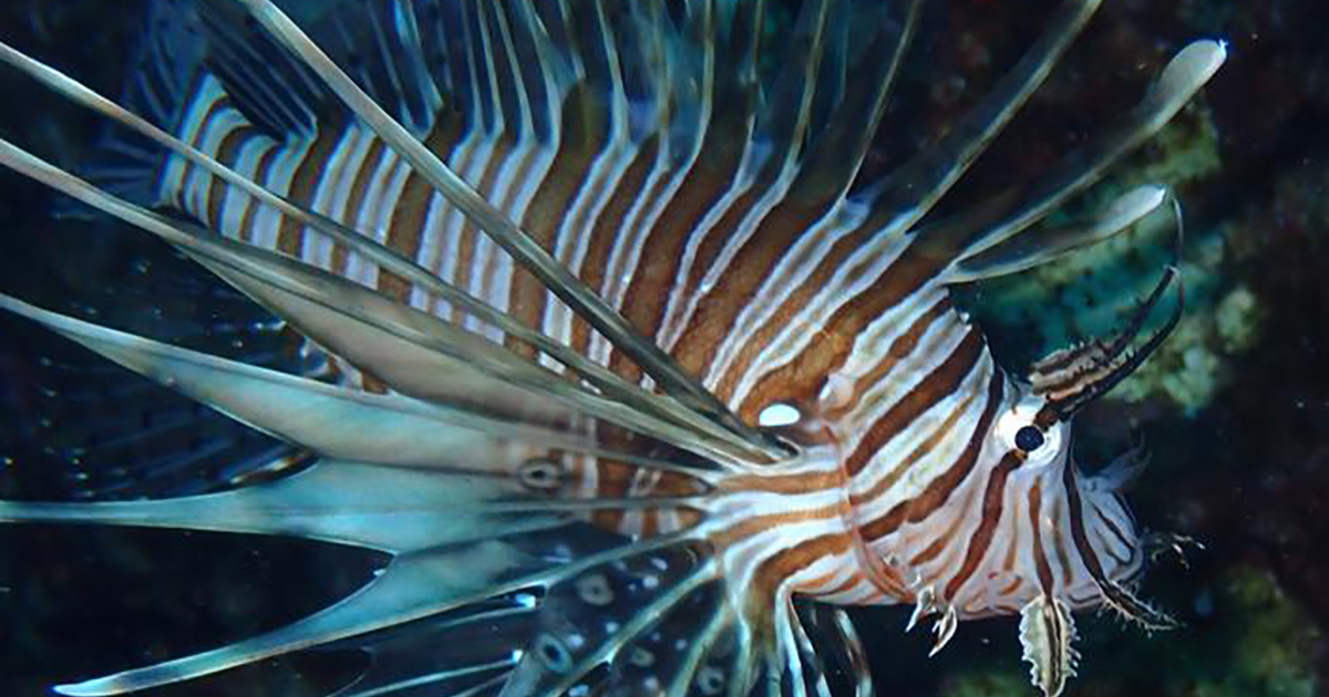 Unveiling the Lionfish Invasion in the Mediterranean Sea
