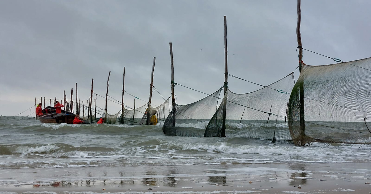Herring Arrives Earlier in the Wadden Sea Due to Climate Change
