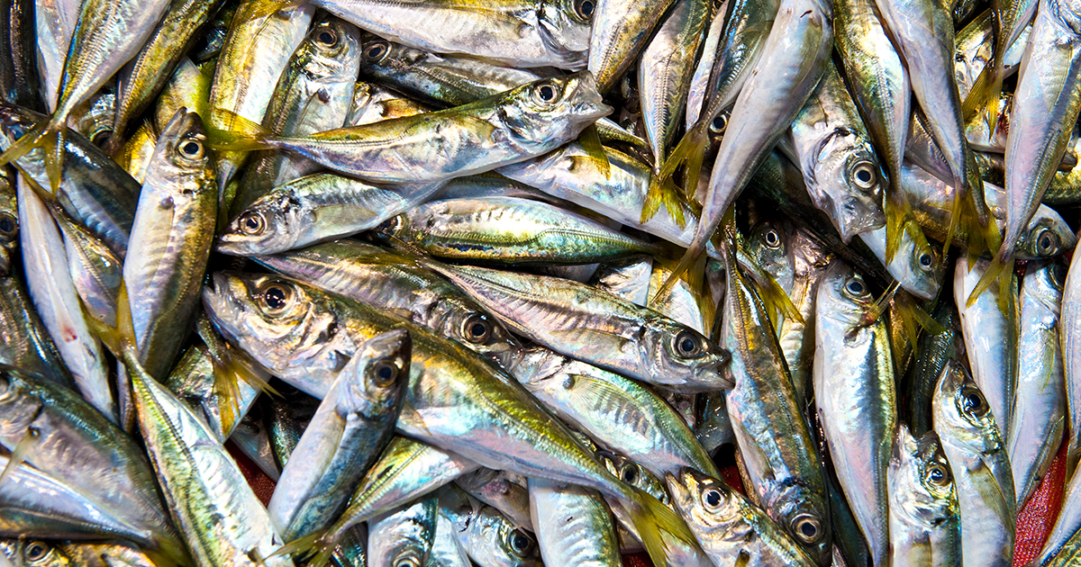 Canada Announces a Mackerel Bait Fishery