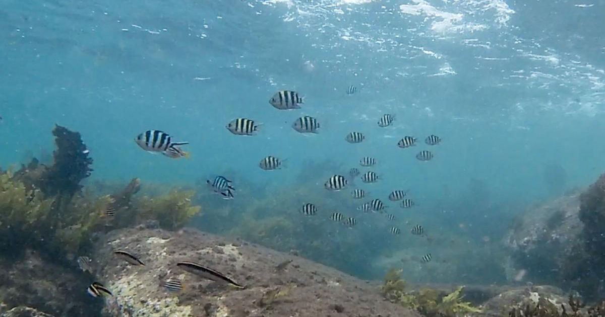 Tropical Fish are Invading Australian Ocean Water