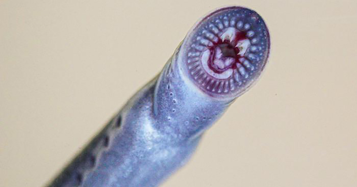 Scientists Find Ancient, Endangered Lamprey Fish North of Its Previous Known Range