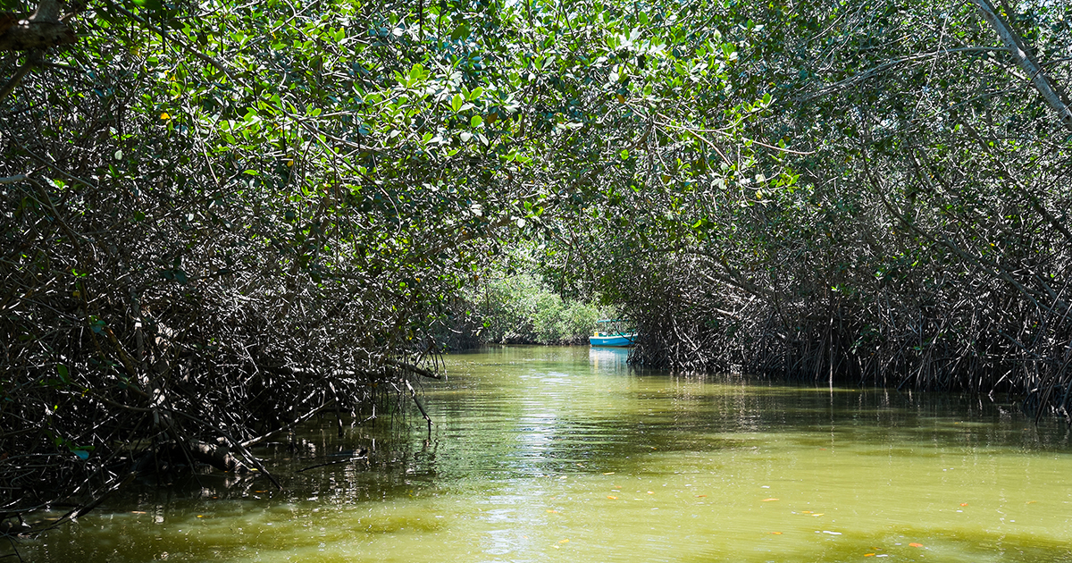 Widespread Microplastic Pollution in Peruvian Mangrove Sediments and Edible Mangrove Species