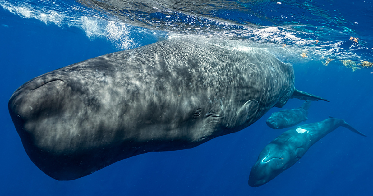 Exploring the Mysterious Alphabet of Sperm Whales