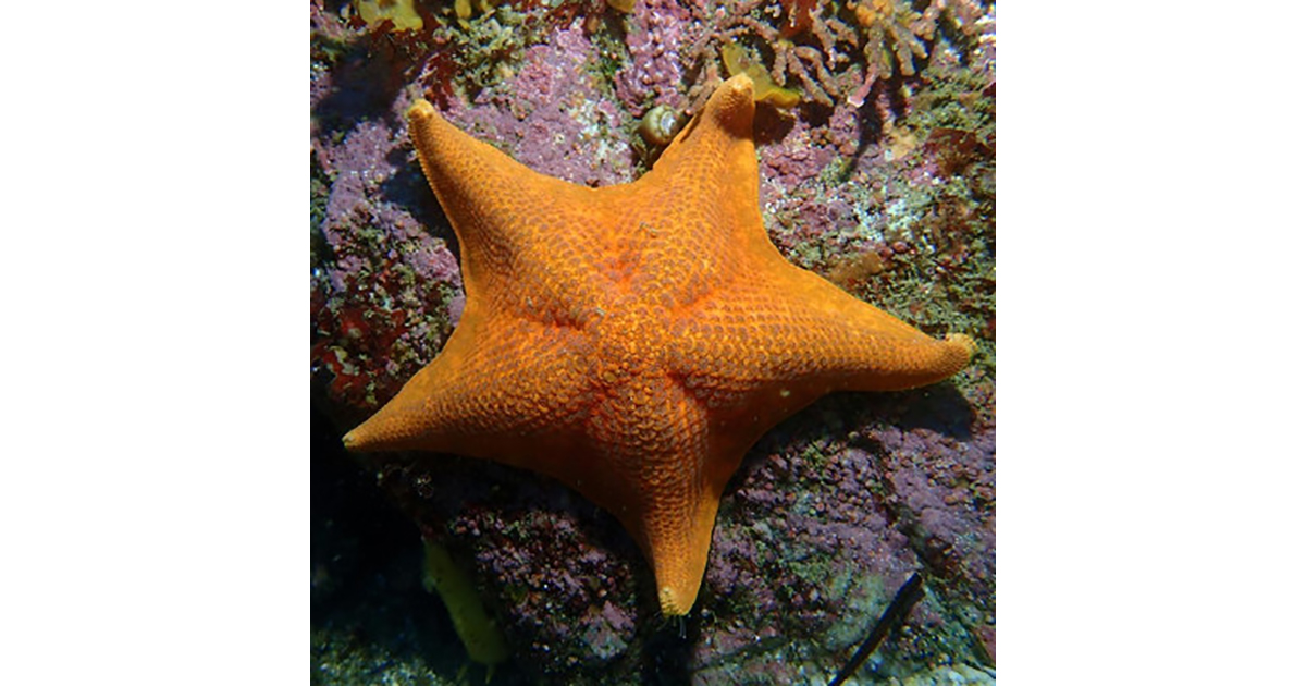 Study Pinpoints Cellular Response to Pressure in Sea Star Embryos