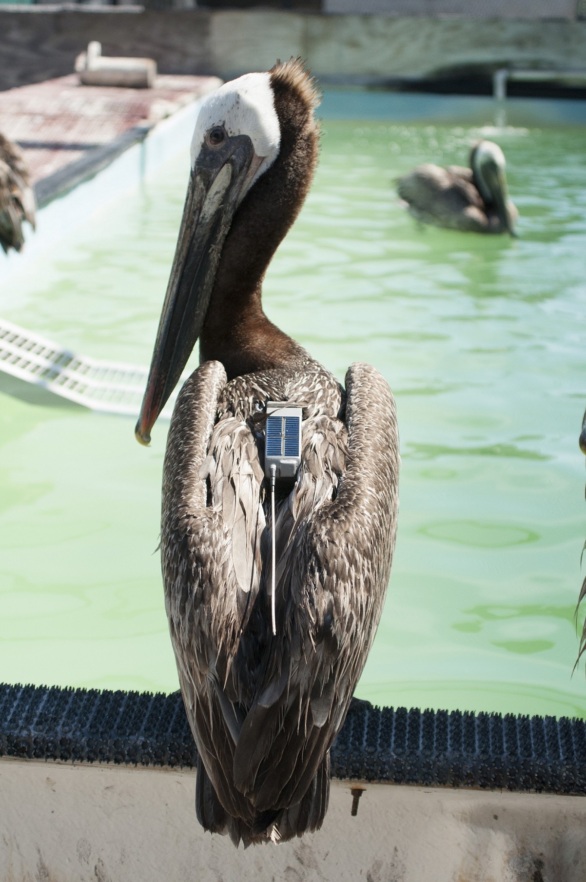 642978 pelican 3