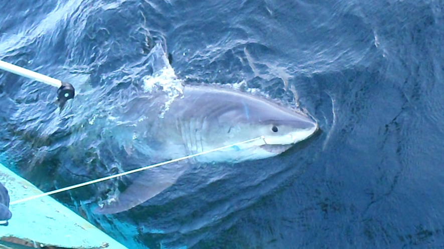 Shark Populations Improving off US East Coast | Research | News