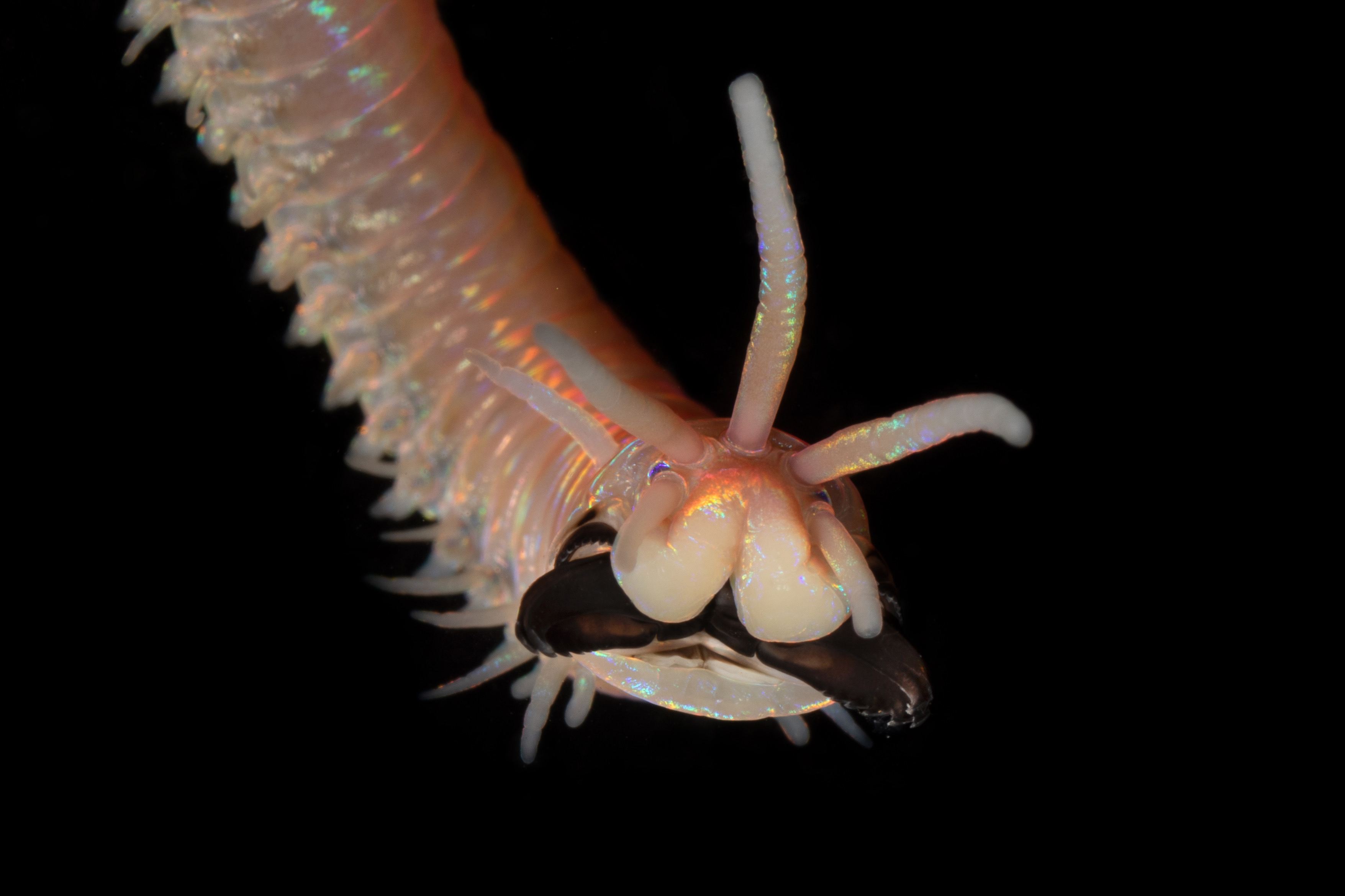 Karlotta Kürzel Eunice deep sea worm