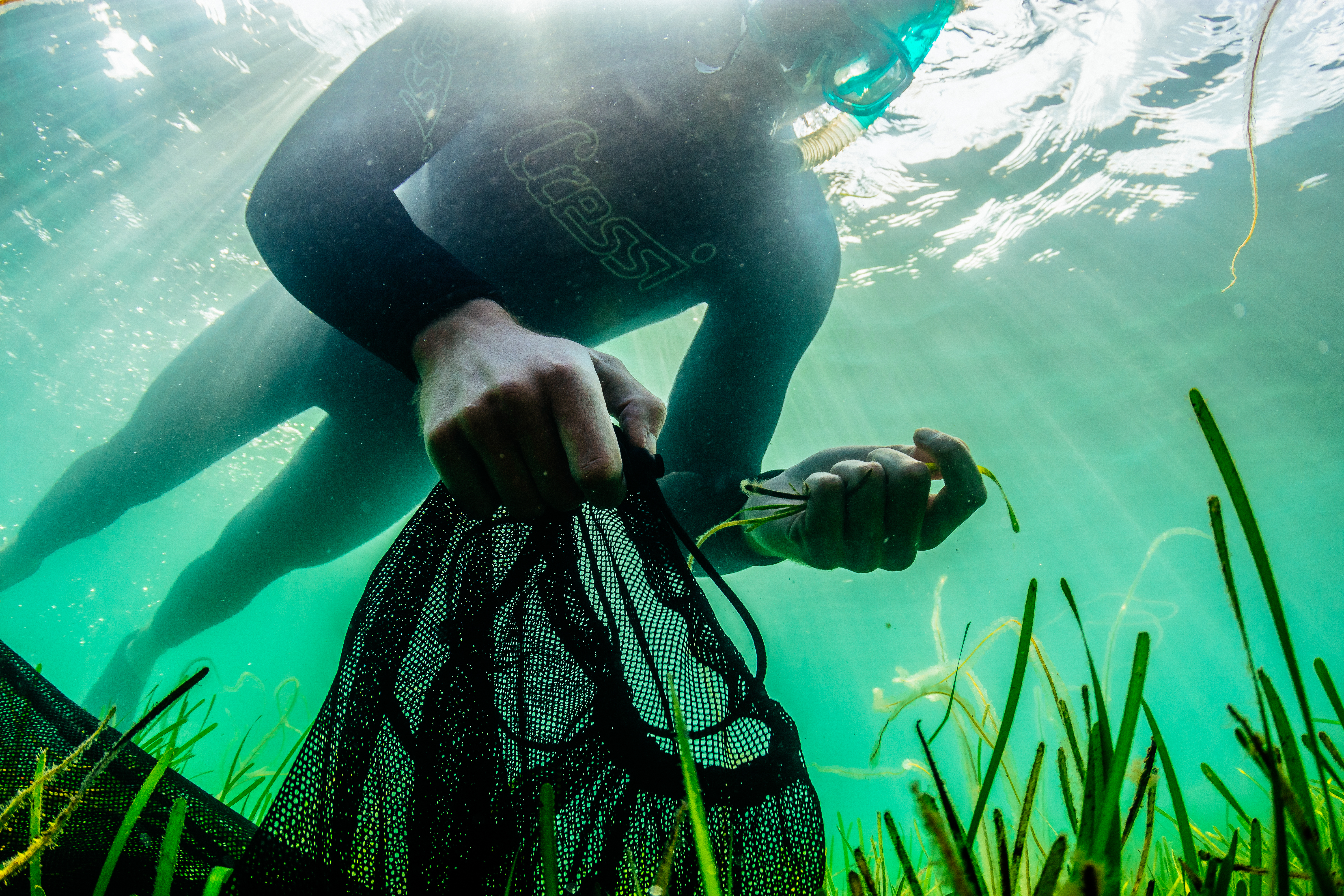Snorkellers and volunteers of all ages and abilities can also get involved with the resoration project. Much of the seagrass lies in shallow water allowing the seeds to be easily harvested from the surface.