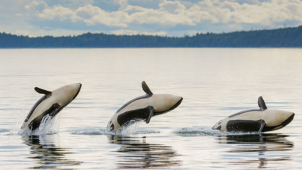 Saving Orcas